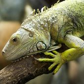 Iguane-Masqu