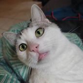 Twisterpaw