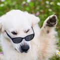 Mr Peanutbutter