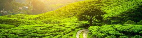 Films indiens : cinéma BENGALI