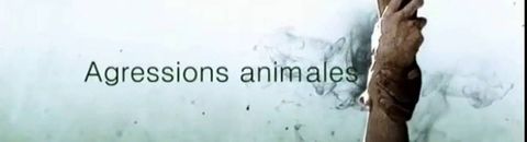 Agressions animales