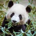 panda354