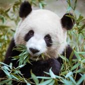 panda354