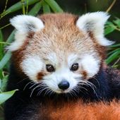 pandax