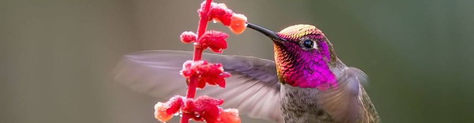 Cover PoéSie VaGaBoNde