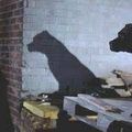 Ghost-Dog
