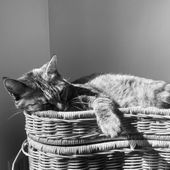 Louise_Gareau