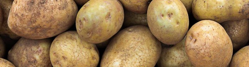 Bannière de chachatx