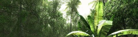 Jungle et forêt équatoriale dans le jeux vidéo