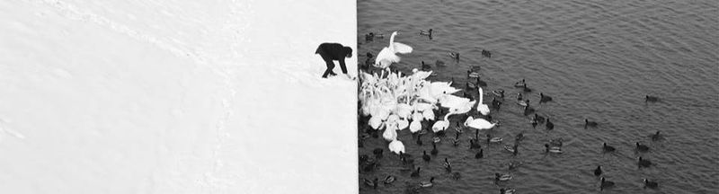 Bannière de Dinozaure