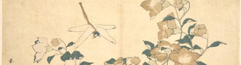 fleur de kiyo et libellule