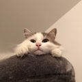 Zoops