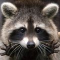 Red-Raccoon