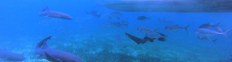 Bannière de Spike-Ly