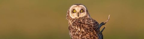 Albums et documentaires jeunesse sur les oiseaux