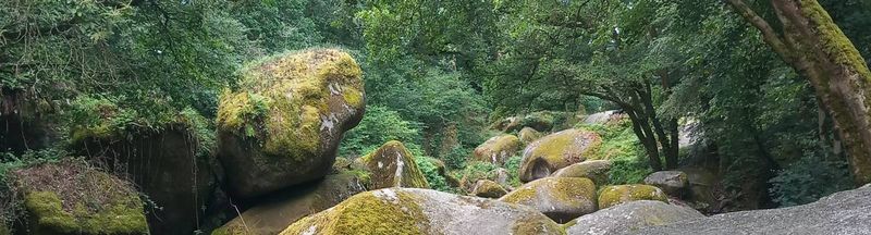 Bannière de ronces-rouges