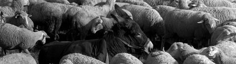 Les meilleurs films de Robert Bresson