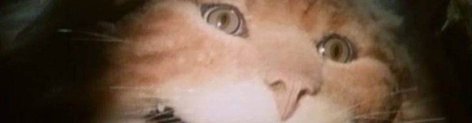 Cover Les meilleurs films dont le personnage principal est un chat