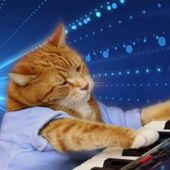 Sammythecat