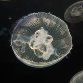 Lemicrobedu87