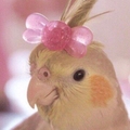 Nini Pingui