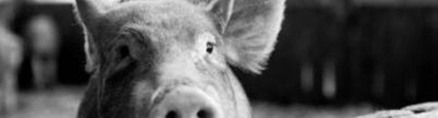 Option cochon