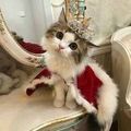 AlizMeowCat