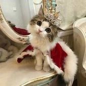 AlizMeowCat