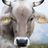 SilverCow
