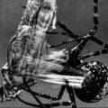 Ignatus Perrish