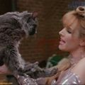 SmellyCatb
