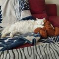 Gros_chat_noir