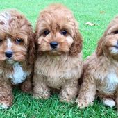 designerk9breeders