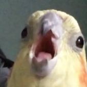 Modiie