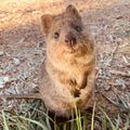 tiquokka