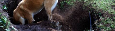 digging 2024