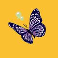 Lepidopterae