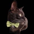 Chat-a-lunettes