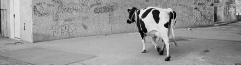 Des films et des vaches
