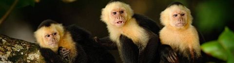 Monky