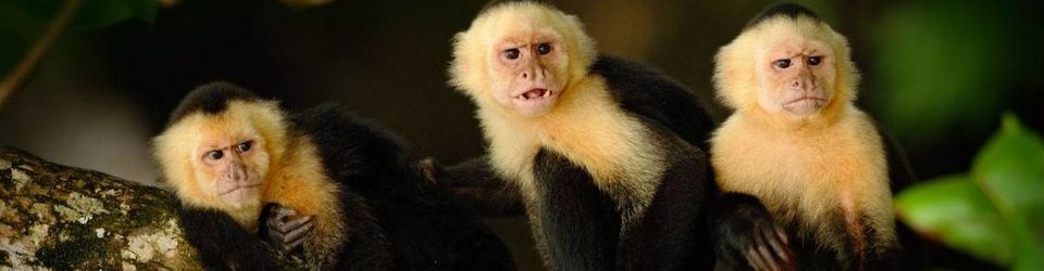 Cover Monky