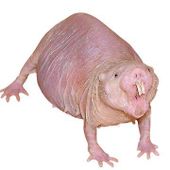 Victor_grn4