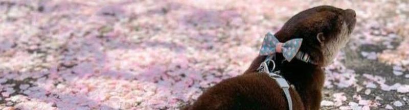 Bannière de DeNadia