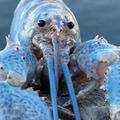 John Lobster