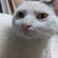 Milo B