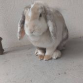 Niicotine