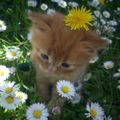 Ash La Chatonne