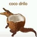 holycocotte