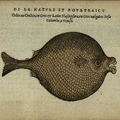 Le-Carnichot