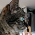 Simon